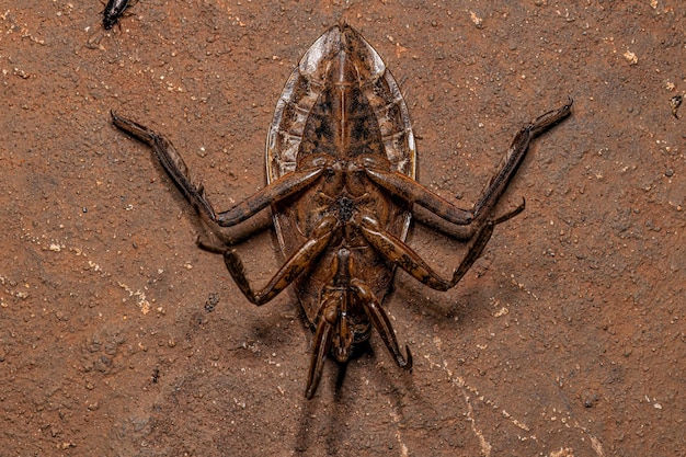 Adult Giant Water Bug