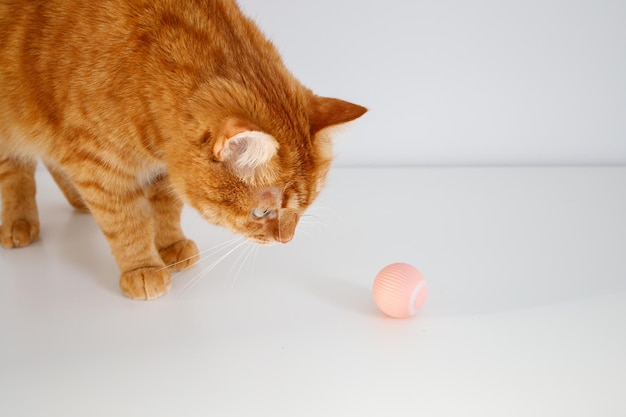 Adult ginger cat playing with small pink ball