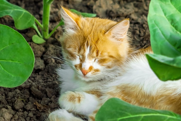 adult ginger cat sleeps on a farmer's vegetable patch