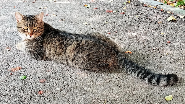 An adult gray cat is sitting on the sidewalk The look of a predator