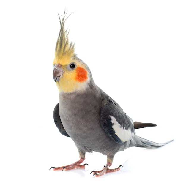 adult gray Cockatiel