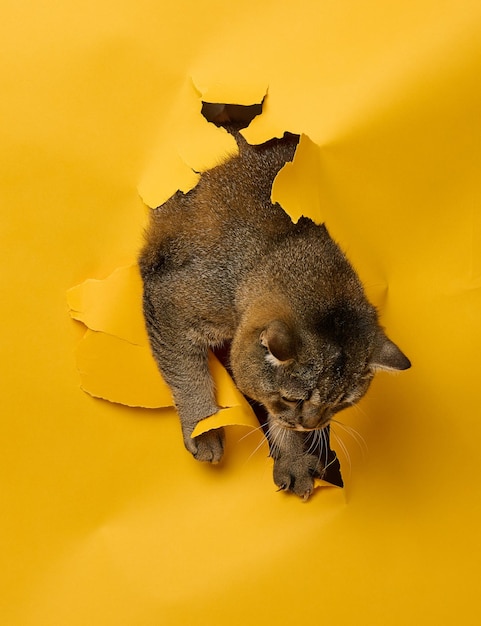 Adult gray Scottish straight cat peeks out of a hole in a yellow paper background