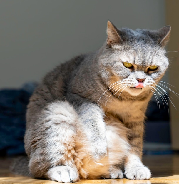 Adult gray Shorthair cat with yellow eyes sitting on the floor while licking its nose