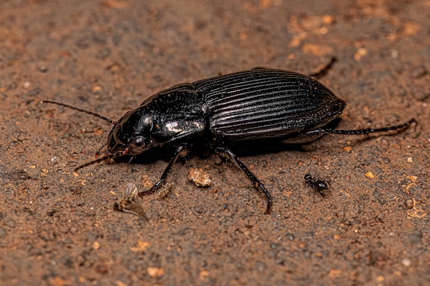 Adult Ground Beetle