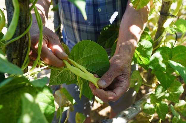 Adult hands gathering green beans in the garden