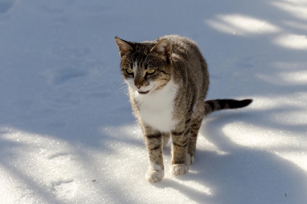 Adult homeless graywhite cat stands on the snow on a winter sunny day