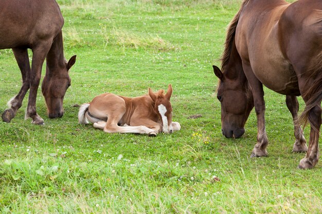 Adult horse with a small foal in a meadow with green grass, closeup