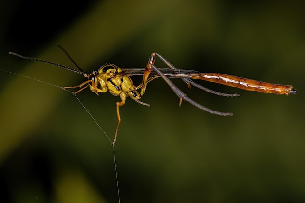 Adult Ichneumonid Wasp