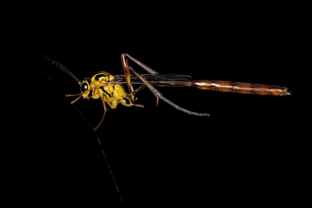 Adult Ichneumonid Wasp