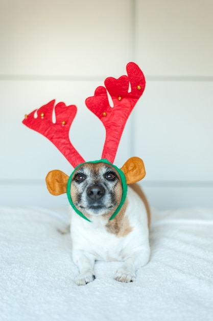 Photo adult jack russell dog with santa hat lying on white background and looking to the camera