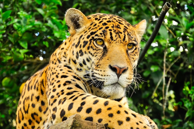 Adult jaguar