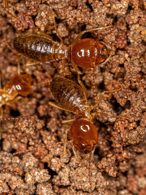 Adult Jawsnouted Termites