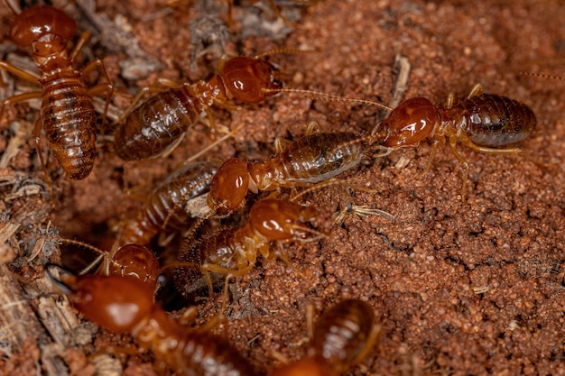 Adult Jawsnouted Termites