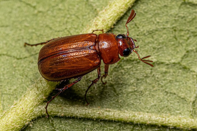 Adult June Beetle