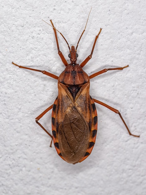 Adult Kissing Bug