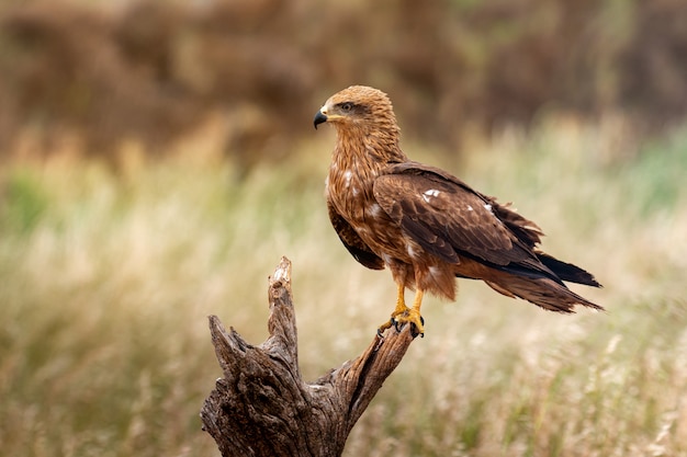 Adult of kite on a natural innkeeper