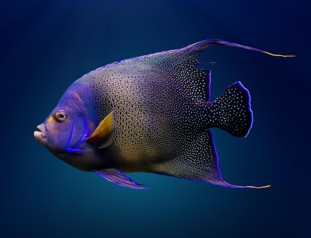 Adult Koran angelfish