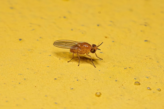 Adult Lauxaniid Fly