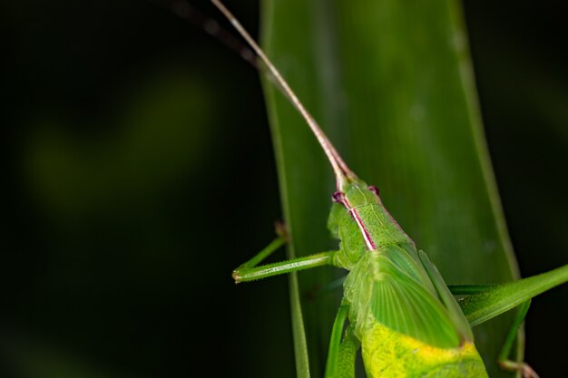 Adult Leaf Katydids of the Genus Hyperophora