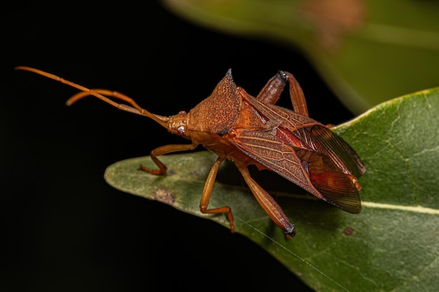 Adult Leaffooted Bug