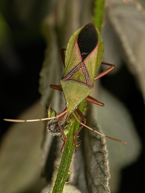 Photo adult leaffooted bug