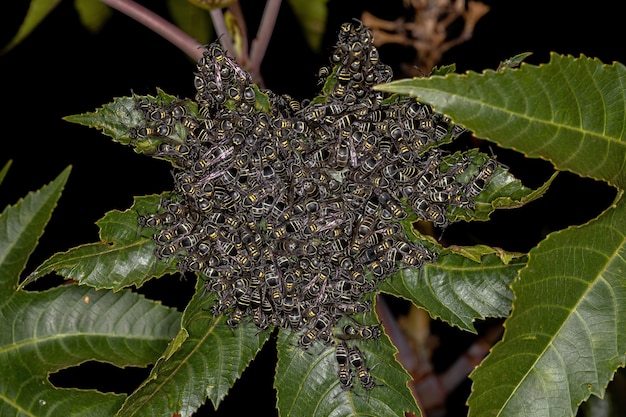 Adult Long-waisted Honey Wasps of the Subgenus Myrapetra