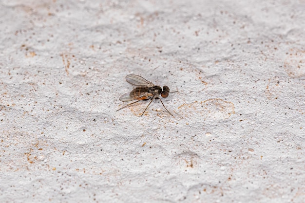 Adult Longlegged Fly