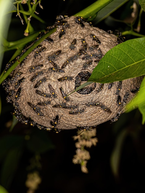 Adult Longwaisted Honey Wasps