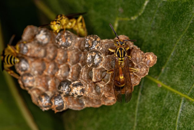 Adult Longwaisted Paper Wasps