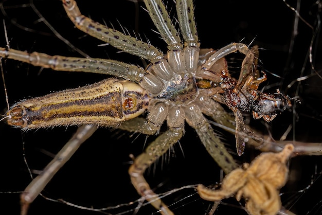 Adult Lynx Spider