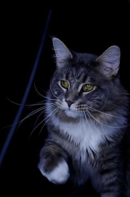 An adult Maine Coon male of a dark gray color eats cat food.