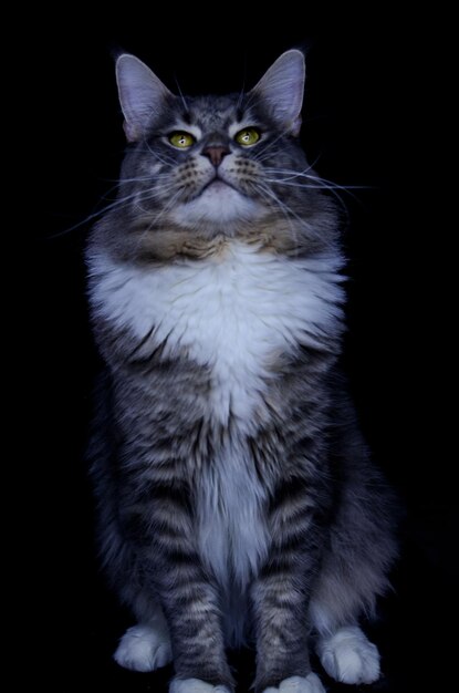 An adult Maine Coon male of a dark gray color eats cat food.