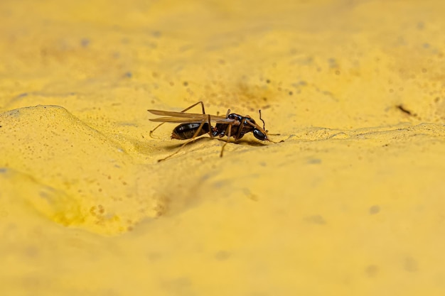 Adult Male Ant