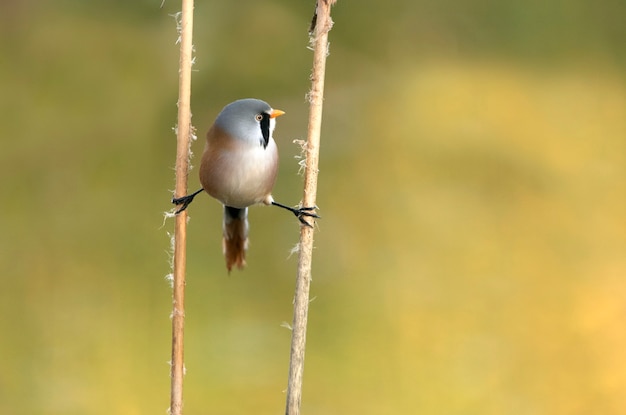 Adult male Bearded reedling inside a wetland in central Spain with the first light of day