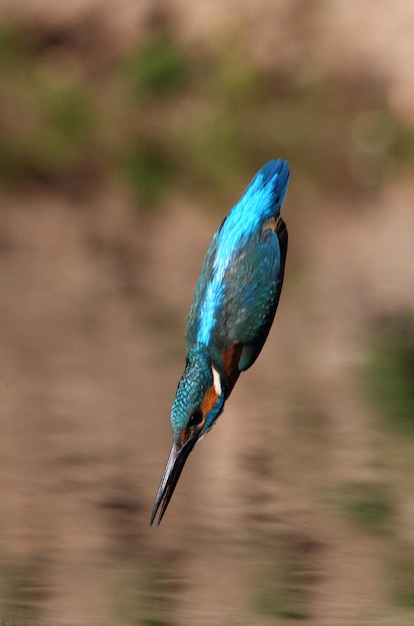 Adult male of Common kingfisher fishing, birds, Alcedo atthis