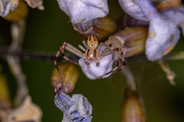 Photo adult male crab spider of the family thomisidae