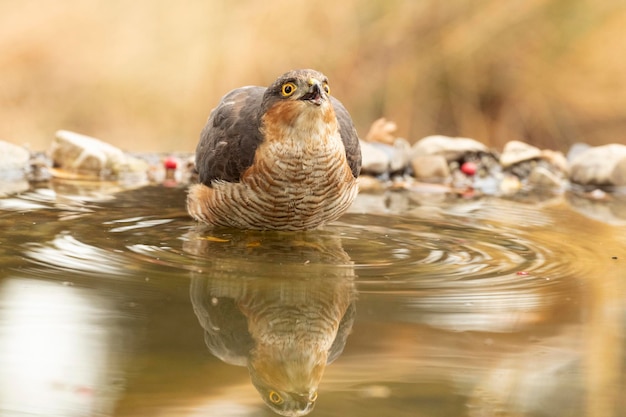 Adult male Eurasian sparrow hawk drinking and bathing in a water point within a Mediterranean forest