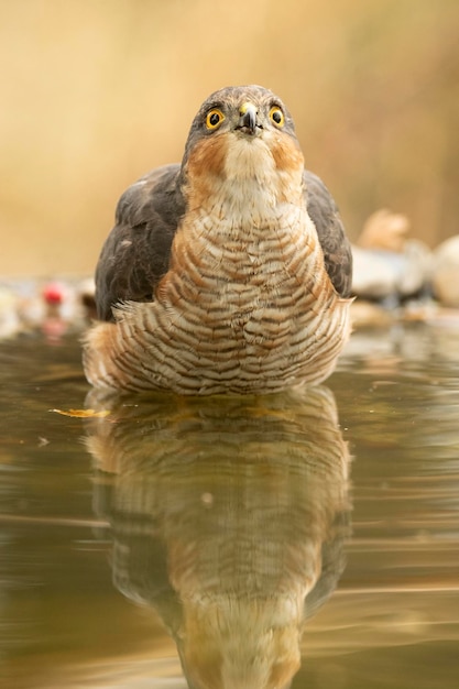 Adult male Eurasian sparrow hawk drinking and bathing in a water point within a Mediterranean forest