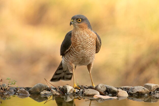 Adult male Eurasian sparrow hawk drinking and bathing in a water point within a Mediterranean forest