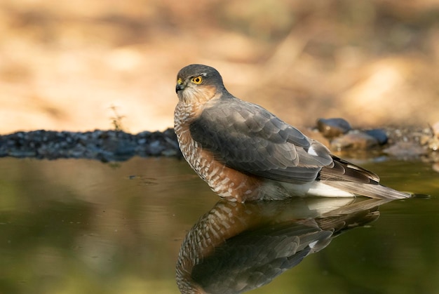 Adult male of Eurasian sparrow hawk at a natural water point within a Mediterranean forest