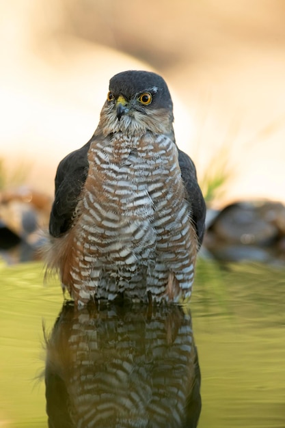 Adult male of Eurasian sparrow hawk at a natural water point within a Mediterranean forest