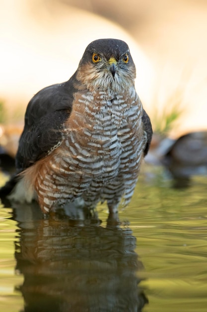 Adult male of Eurasian sparrowhawk kissing and drinking at a naturan water point