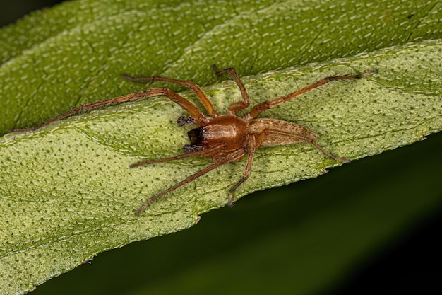 Adult Male Ghost Spider