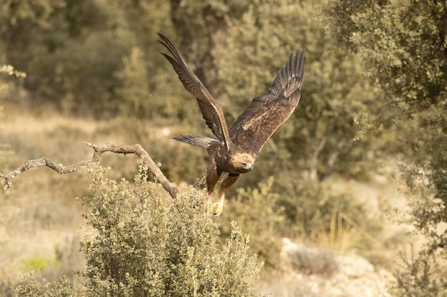 Adult male Golden Eagle in a Mediterranean pine and oak forest at first light on a cold winter day