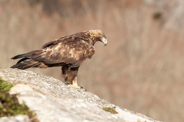 Adult male golden eagle in a mountainous area of oak trees and rocks with the first lights