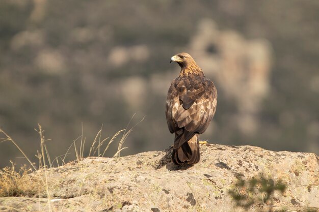 Adult male Golden eagle with a freshly caught rabbit in a mountainous area of oaks