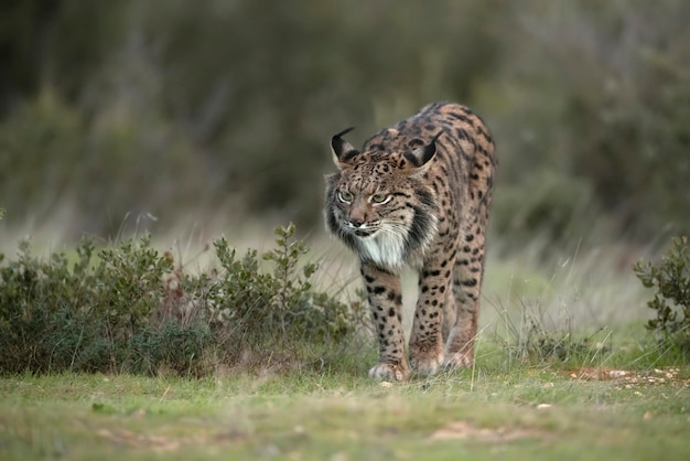 Adult male Iberian lynx in a Mediterranean oak forest with the first light of dawn