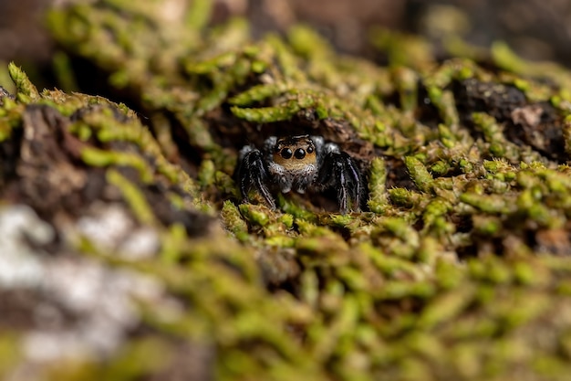 Adult male jumping spider of the genus Corythalia on a trunk filled with moss species specialized in predating ants