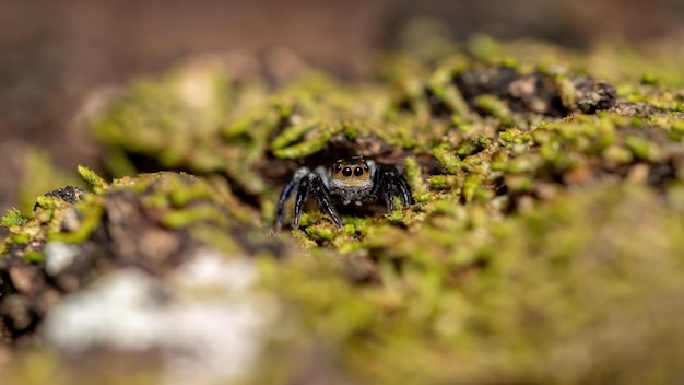 Adult male jumping spider of the genus Corythalia on a trunk filled with moss species specialized in predating ants