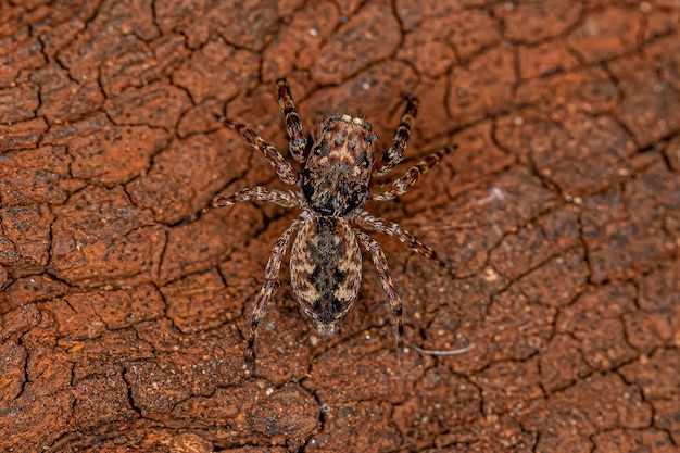 Adult Male Jumping Spider